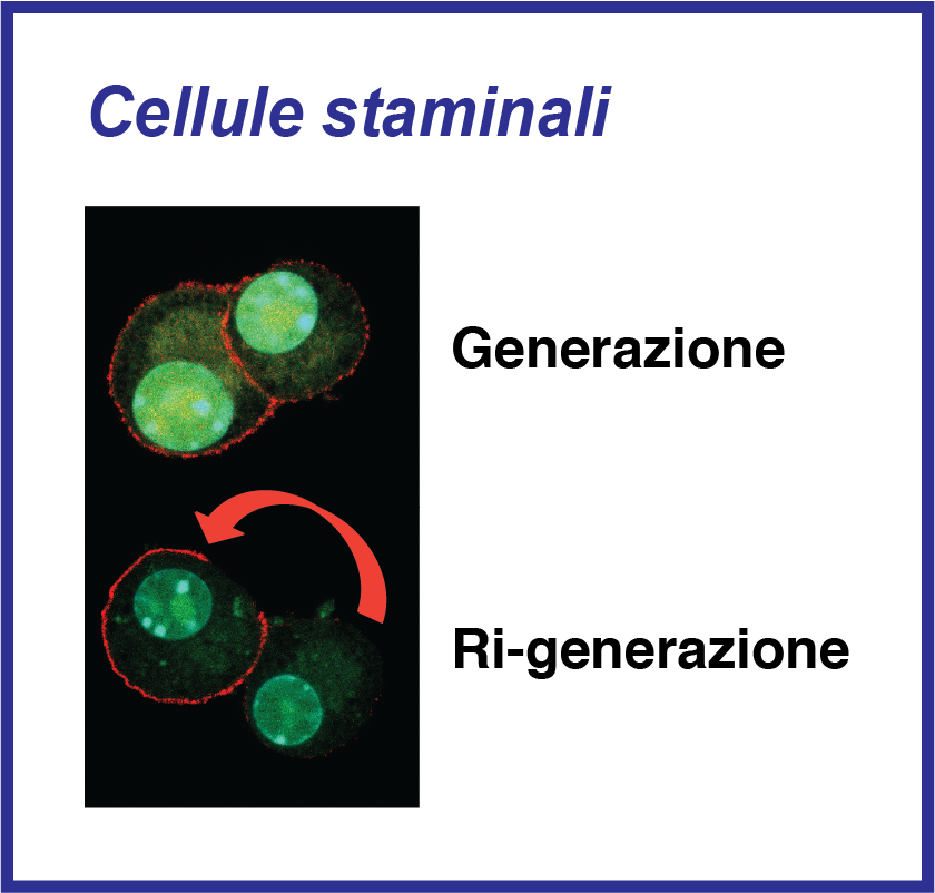 Cell Reports, “P53 loss in breast cancer leads to Myc Activation, increased cell plasticity and Expression of a mitotic signature with progonostic value”.  Authors: Angela Santoro, Thalia Vlachou, Lucilla Luzi, Giorgio Melloni, Luca Mazzarella, Errico D’Elia, Xieraili Aobuli, Cristina Elisabetta Pasi, Linsey Reavie, Paola Bonetti, Simona Punzi, Lucia Casoli, Arianna Sabò, Maria Cristina Moroni, Gaetano Ivan Dellino, Bruno Amati, Francesco Nicassio, Luisa Lanfrancone, Pier Giuseppe Pelicci.