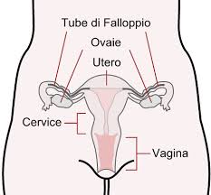 cervice uterina