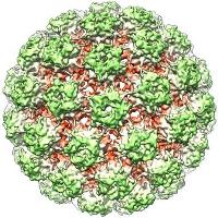 papillomavirus