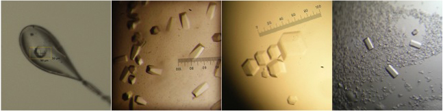 Crystallography Crystallography